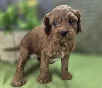 Nigel, a male Cockapoo for sale in Galena, MO – 7 of 8