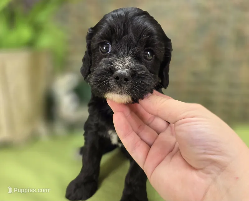 Delilah – Cavapoo puppy for sale in Galena, MO