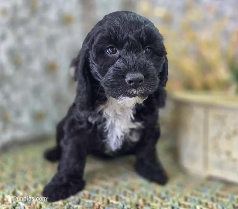 Sirius – Cockapoo puppy for sale in Galena, MO