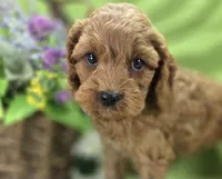 Nigel, a male Cockapoo for sale in Galena, MO – 3 of 8