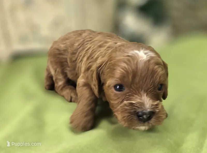 Rollypolly – Cavapoo puppy for sale in Galena, MO