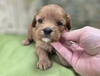 Indigo, a male Cavapoo for sale in Galena, MO – 5 of 8