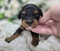 Shy vi, a female Cavapoo for sale in Galena, MO – 4 of 4
