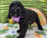 Tinkerbell, a female Cockapoo for sale in Galena, MO – 3 of 9