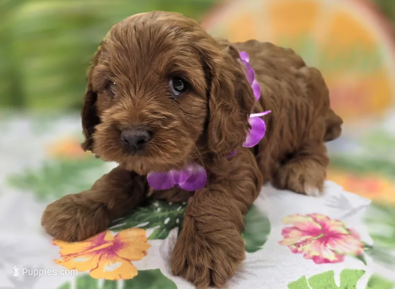 Cherry – Cockapoo puppy for sale in Galena, MO