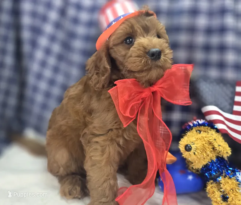 Milan – Cockapoo puppy for sale in Galena, MO