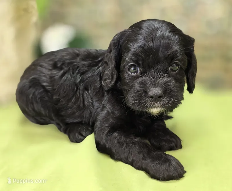 Cash – Cavapoo puppy for sale in Galena, MO