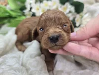 Firefly, a female Cavapoo for sale in Galena, MO – 5 of 5