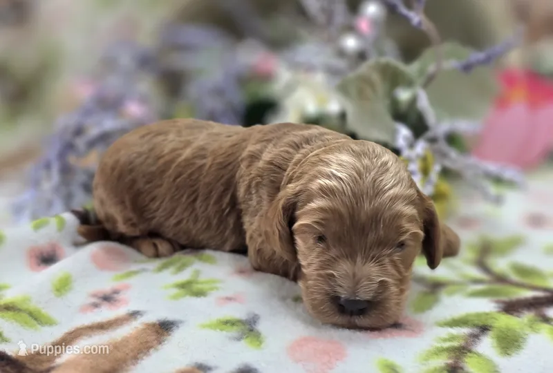 Cerulean – Cockapoo puppy for sale in Galena, MO