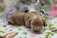Cerulean, a male Cockapoo for sale in Galena, MO – 1 of 5