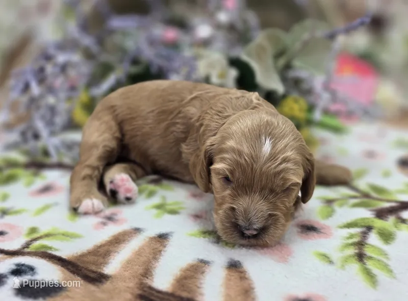 Bud – Cockapoo puppy for sale in Galena, MO