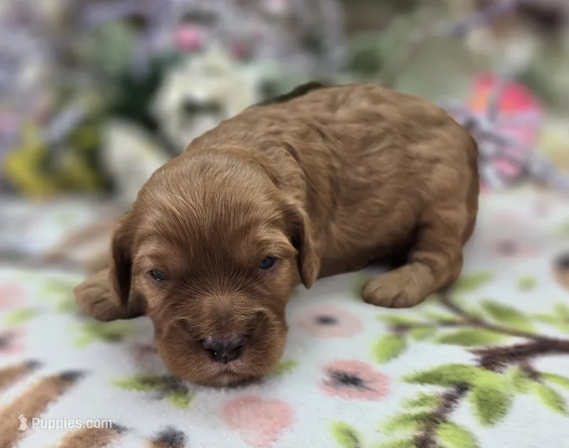 Sprout – Cockapoo puppy for sale in Galena, MO