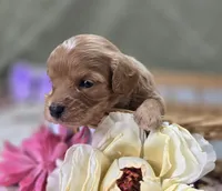 Miles, a male Cavapoo for sale in Galena, MO – 2 of 6