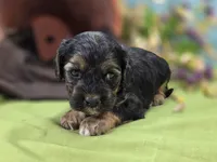 Batty, a female Cockapoo for sale in Galena, MO – 6 of 8