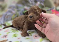 Milan, a male Cockapoo for sale in Galena, MO – 5 of 5