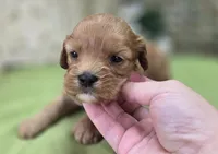 Indigo, a male Cavapoo for sale in Galena, MO – 7 of 8