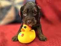 Meeko, a male Cockapoo for sale in Galena, MO – 9 of 10