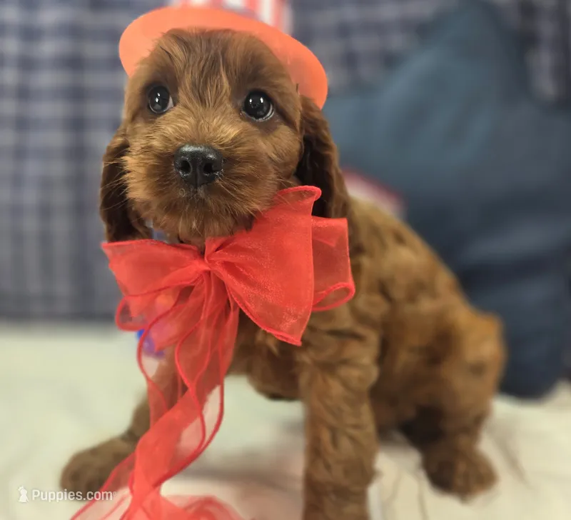 Prada – Cockapoo puppy for sale in Galena, MO
