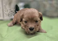 Indigo, a male Cavapoo for sale in Galena, MO – 4 of 8