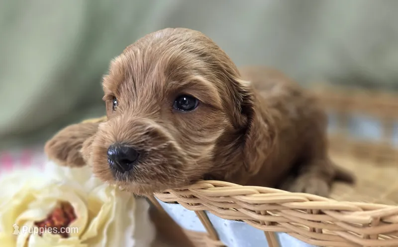 Cerulean – Cockapoo puppy for sale in Galena, MO