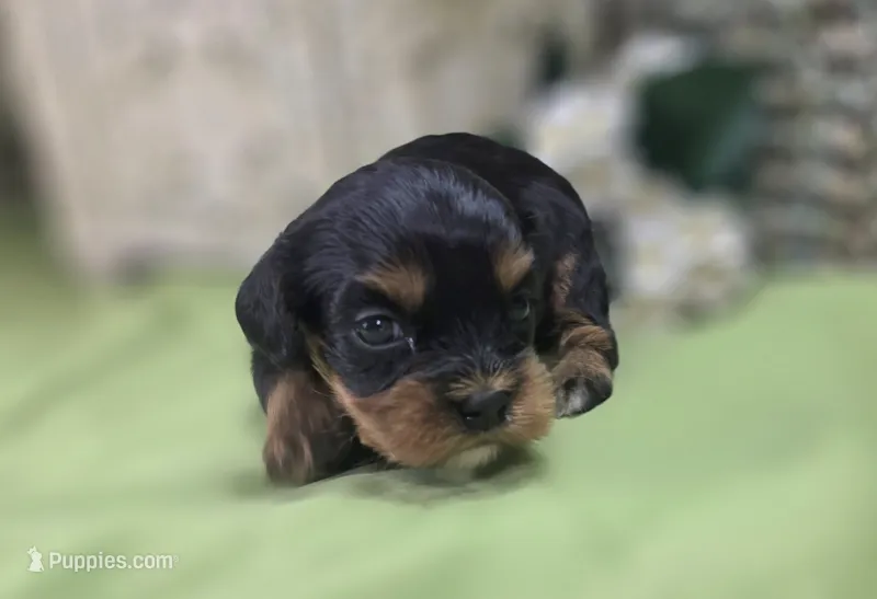 Shy vi – Cavapoo puppy on hold in Galena, MO
