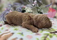 Cerulean, a male Cockapoo for sale in Galena, MO – 3 of 5