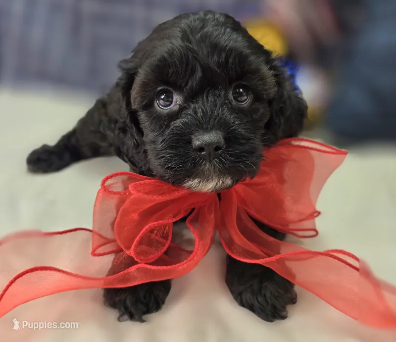 Twink – Cavapoo puppy for sale in Galena, MO