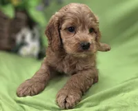 Versace, a male Cockapoo for sale in Galena, MO – 6 of 8