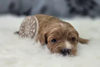 Flurry, a female Cavapoo for sale in Galena, MO – Photo 1 of 6