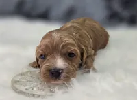 Flurry, a female Cavapoo for sale in Galena, MO – Photo 5 of 6