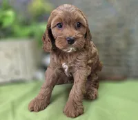 Poppy, a female Cockapoo for sale in Galena, MO – 5 of 8
