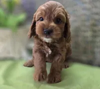 Tulip, a female Cockapoo for sale in Galena, MO – 7 of 8