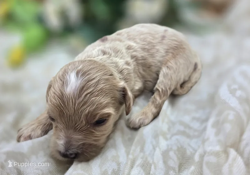 Cricket – Cavapoo puppy for sale in Galena, MO