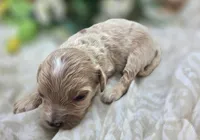 Cricket, a male Cavapoo for sale in Galena, MO – 1 of 5