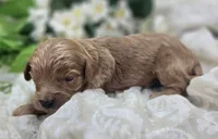 Grub, a male Cavapoo for sale in Galena, MO – 4 of 5