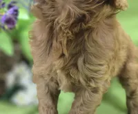 Versace, a male Cockapoo for sale in Galena, MO – 8 of 8
