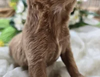 Ladybug, a female Cavapoo for sale in Galena, MO – 3 of 5