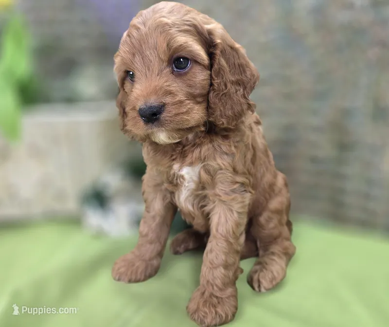 Cashmere – Cockapoo puppy for sale in Galena, MO