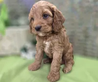 Cashmere, a male Cockapoo for sale in Galena, MO – 4 of 7