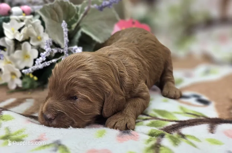 Poppy – Cockapoo puppy for sale in Galena, MO