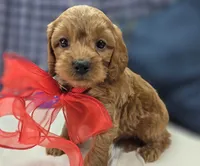 Grub, a male Cavapoo for sale in Galena, MO – 6 of 8