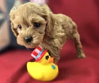 Girdle, a female Cockapoo for sale in Galena, MO – 3 of 7