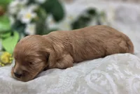Indigo, a male Cavapoo for sale in Galena, MO – 5 of 5