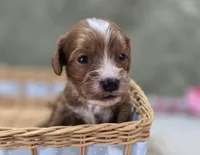 Sonic, a male Cavapoo for sale in Galena, MO – 4 of 7