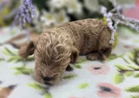 Girdle, a female Cockapoo for sale in Galena, MO – 4 of 5