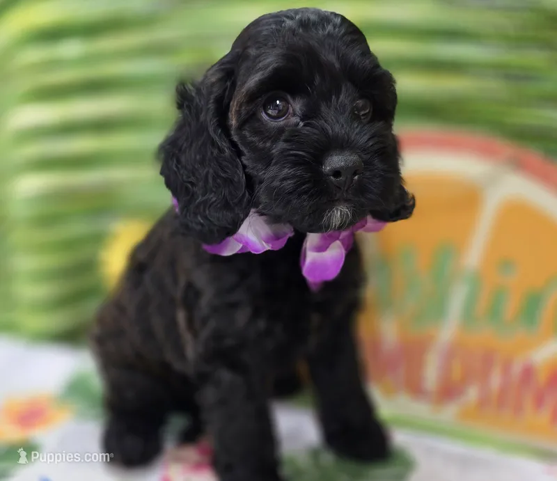Tinkerbell – Cockapoo puppy for sale in Galena, MO