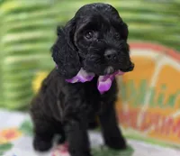 Tinkerbell, a female Cockapoo for sale in Galena, MO – 1 of 9