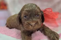 Lyra, a female Cockapoo for sale in Galena, MO – Photo 6 of 10