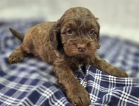 Lyra, a female Cockapoo for sale in Galena, MO – Photo 3 of 10