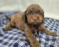 Lyra, a female Cockapoo for sale in Galena, MO – Photo 2 of 10